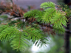 Abies sachalinensis