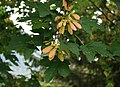 Kaukasus-Ahorn (Acer trautvetteri)