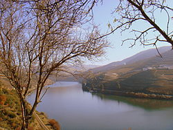 Teraszos szőlőültetvény a Douro folyó mellett