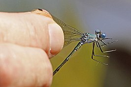 Lestes eurinus