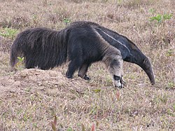 Suur-sipelgaõgija (Myrmecophaga tridactyla)