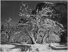 Photo by Ansel Adams of Yosemite Half Dome, Apple Orchard, trees with snow on branches in April 1933 Ansel Adams-Half Dome, Apple Orchard, Yosemite.jpg