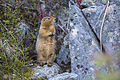 Sysel Parryův (Spermophilus parryii)