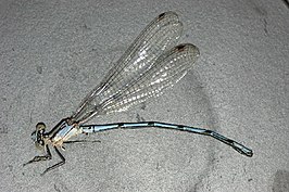 Argia chelata