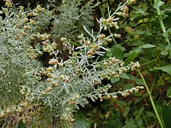 Description de l'image Artemisia thuscula Tenerife 2.jpg.