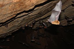 Bornean Horseshoe Bat (Rhinolophus borneensis) maybe? (7113337169).jpg