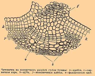 Чечевичка на поперечном разрезе стебля бузины: k — пробка, r — первичная кора, b — луб, f — выполняющие клетки, v — феллогеновый слой.