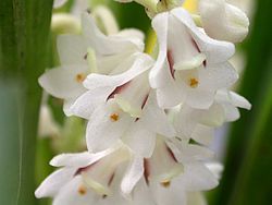 Bryobium hyacinthoides.jpg