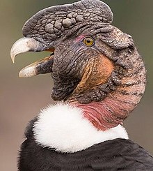 Condor de los Andes, macho adulto.