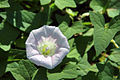 Calystegia sepium