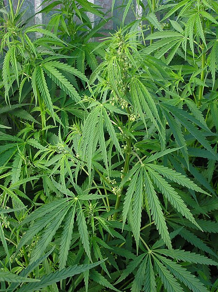 448px-Cannabis_ruderalis_male_plant.jpg