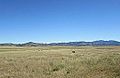 Cattle grazing in San Rafael Valley.