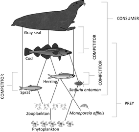 Central Baltic Food Web Model