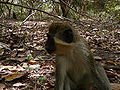 Grüne Meerkatzen Green Monkey