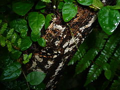 Clavulicium macounii 38641.jpg