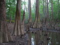 Congaree Ulusal Parki Cedar Creek bataklık arazisi