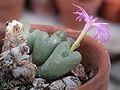 Conophytum wettsteinii