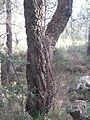 Cork tree in El Surar