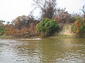 Bolivian river dolphin