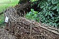 This dead hedge in Royal Fort Gardens, Bristol (England) is being used as a boundary to a protected wildlife habitat.