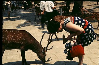 Turisti ja kauris vuonna 1970