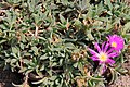 Delosperma sutherlandii