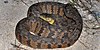 Diamond-backed watersnake (Nerodia rhombifer), Chambers County, Texas