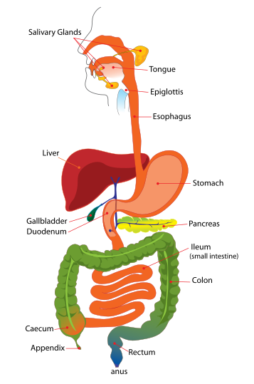 enchanted learning digestive system. digestive system for kids