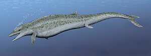 Dorudon atrox, an ancestral whale from the Lat...