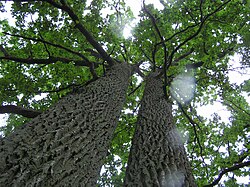 Largest in Lithuania natural oak forest near Airėnai II