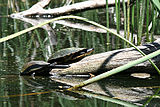 Eastern long-neck turtles