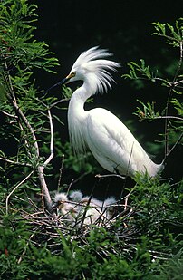 Snowy egret with chicks