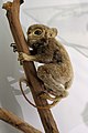 Celebeszi koboldmaki (Tarsius tarsier)