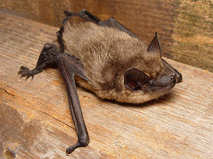 Eptesicus erotinus