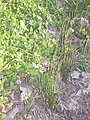 Equisetum bogotense