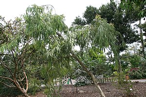 Hidroksomaltolo ĉeestas en la Eucalyptus leucoxylon