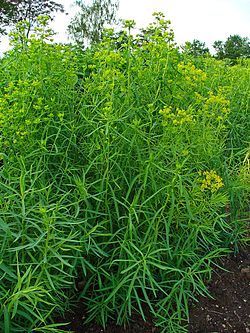 Rīkšu dievkrēsliņš (Euphorbia esula)