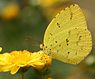 Eurema hecabe