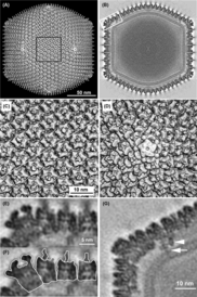 3D-Rekonstruktion eines Virions von IIV-6