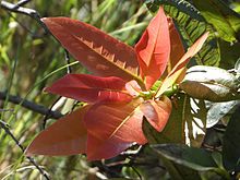 Ficus ingens, rooi blare, Groenkloof NR.jpg