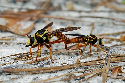 Laphria saffrana