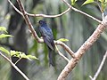 Fork-Tailed Drongo-Cuckoo