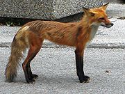 An urban fox in High Park, Toronto. Note how skinny it is.