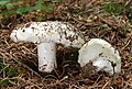 Russula delica