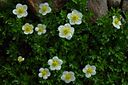 Geum pentapetalum Chinguruma in Jiigatake 2002-8-1.jpg