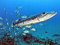 Great Barracuda (Sphyraena barracuda) and Jacks, off of Diamond Rock dive site