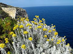 Description de l'image Helichrysum melitense.JPG.