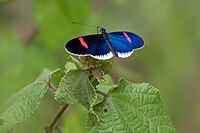 Heliconius erato cyrbia