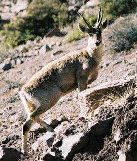 Um macho de taruca em Putre, no norte do Chile.