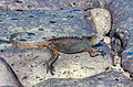 Iguana marina, isole Galapagos